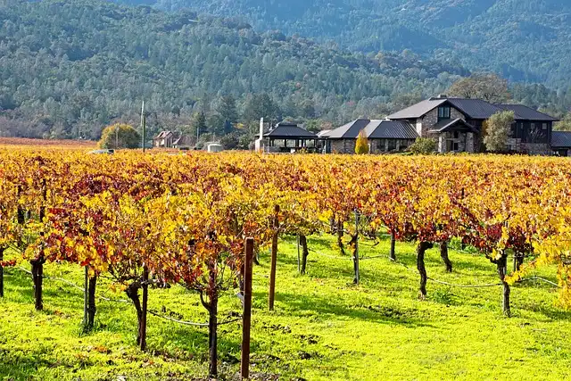 Napa Valley Grape farms during autumn