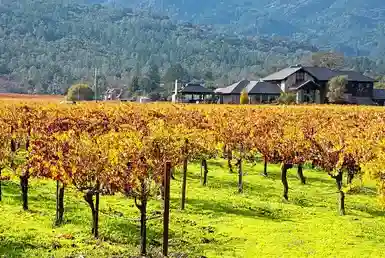 Napa Valley Grape farms during autumn